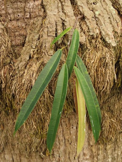 Ficus maclellandii, photographed by chiuluan