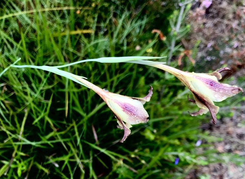 Gladiolus maculatus, photographed by David Rosenthal