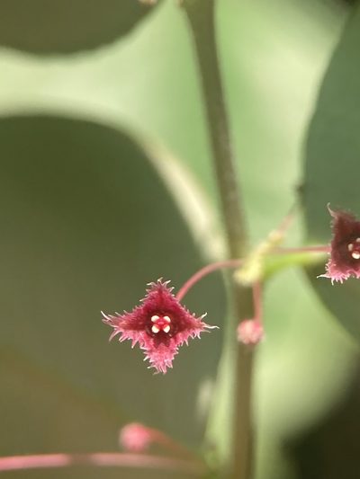 Phyllanthus sikkimensis, photographed by John Kenrick Gibson