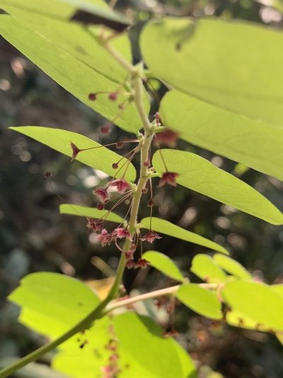 Phyllanthus sikkimensis, photographed by John Kenrick Gibson