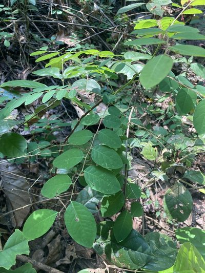 Phyllanthus sikkimensis, photographed by John Kenrick Gibson