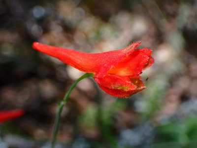 Delphinium nudicaule, photographed by Cricket Raspet