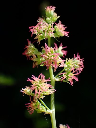 Thalictrum polycarpum, photographed by Cricket Raspet