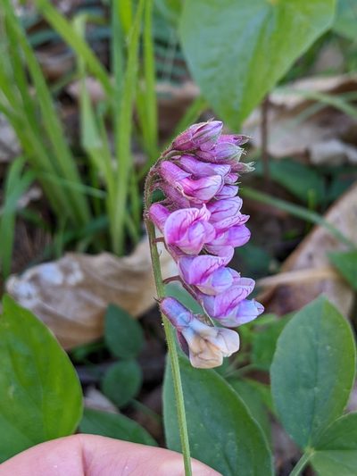 Lathyrus venetus, photographed by Denis Bastianelli