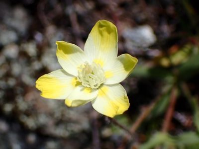 Platystemon californicus, photographed by Cricket Raspet