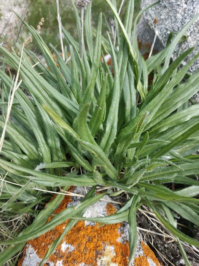 Saussurea schanginiana, photographed by Евгений Егорейченков