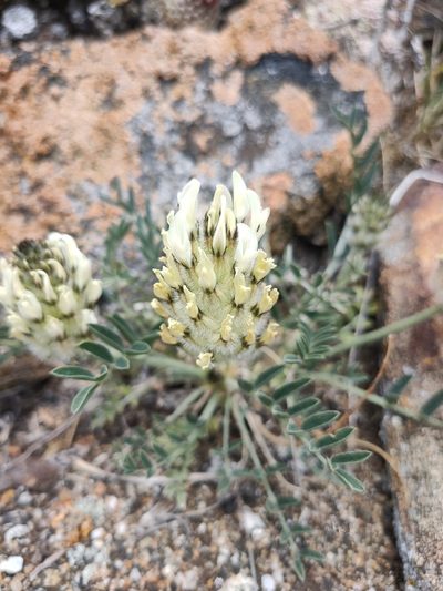 Astragalus lupulinus, photographed by Евгений Егорейченков