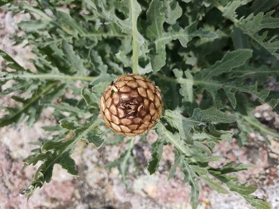Leuzea uniflora, photographed by Евгений Егорейченков