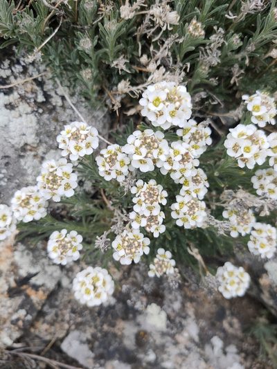 Stevenia tenuifolia, photographed by Евгений Егорейченков