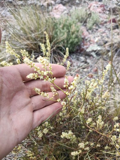 Polygonum angustifolium, photographed by Евгений Егорейченков