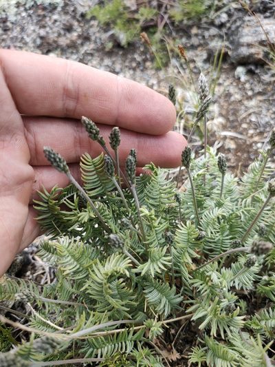 Oxytropis coerulea, photographed by Евгений Егорейченков