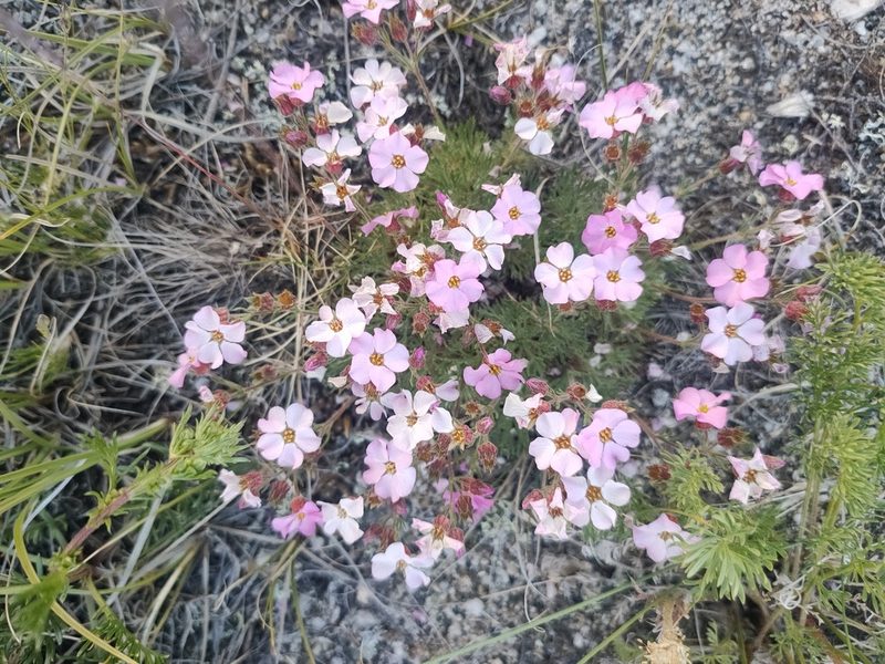 Chamaerhodos grandiflora, photographed by Евгений Егорейченков