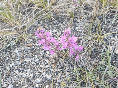 Astragalus versicolor, photographed by Евгений Егорейченков