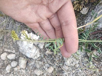 Astragalus versicolor, photographed by Евгений Егорейченков
