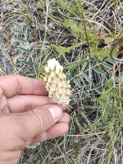 Astragalus lupulinus, photographed by Евгений Егорейченков