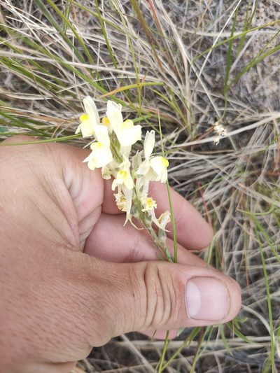 Linaria buriatica, photographed by Евгений Егорейченков