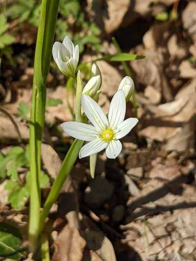 Allium pendulinum, photographed by Denis Bastianelli