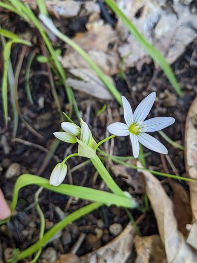 Allium pendulinum, photographed by Denis Bastianelli