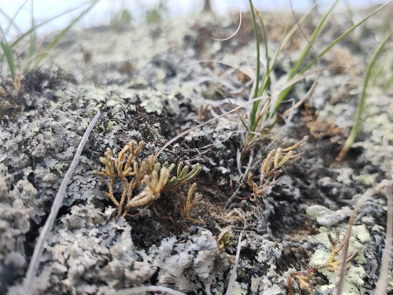 Selaginella sanguinolenta, photographed by Евгений Егорейченков