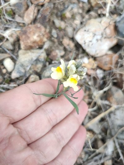 Linaria buriatica, photographed by Евгений Егорейченков