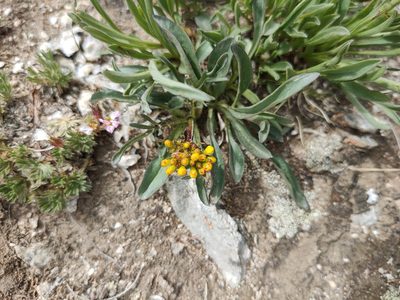 Patrinia sibirica, photographed by Евгений Егорейченков