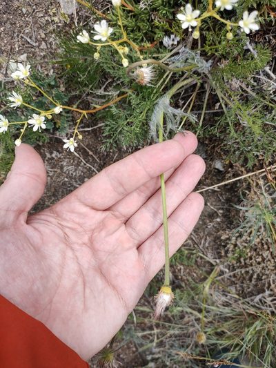 Pulsatilla tenuiloba, photographed by Евгений Егорейченков
