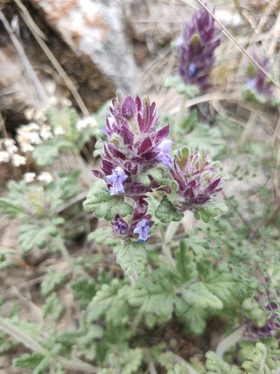 Dracocephalum pinnatum, photographed by Евгений Егорейченков