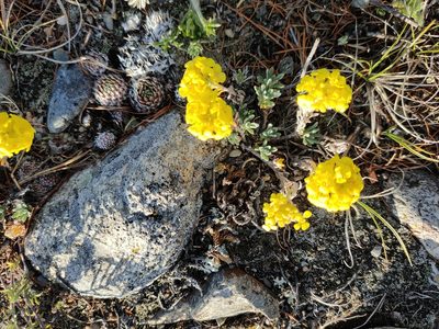 Alyssum lenense, photographed by Евгений Егорейченков