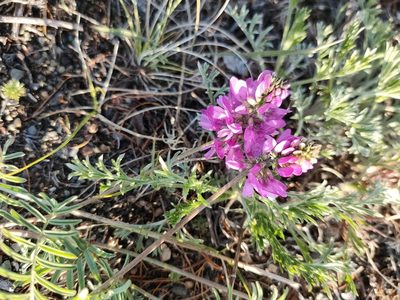 Astragalus versicolor, photographed by Евгений Егорейченков