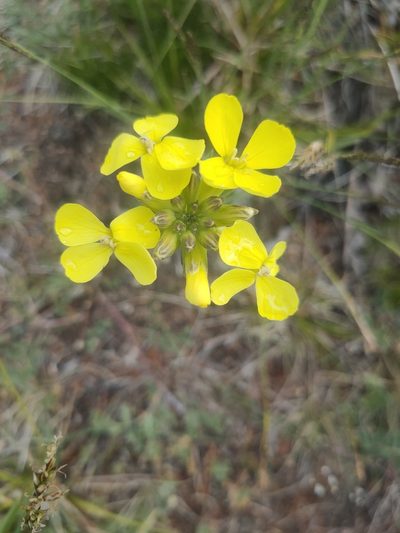 Erysimum flavum, photographed by Евгений Егорейченков