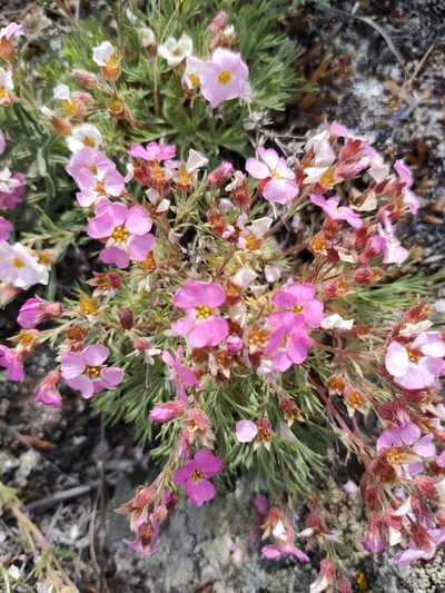 Chamaerhodos grandiflora, photographed by Евгений Егорейченков