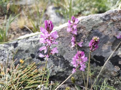 Astragalus versicolor, photographed by Евгений Егорейченков