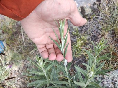 Saussurea salicifolia, photographed by Евгений Егорейченков