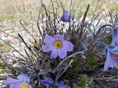 Pulsatilla turczaninovii, photographed by Евгений Егорейченков