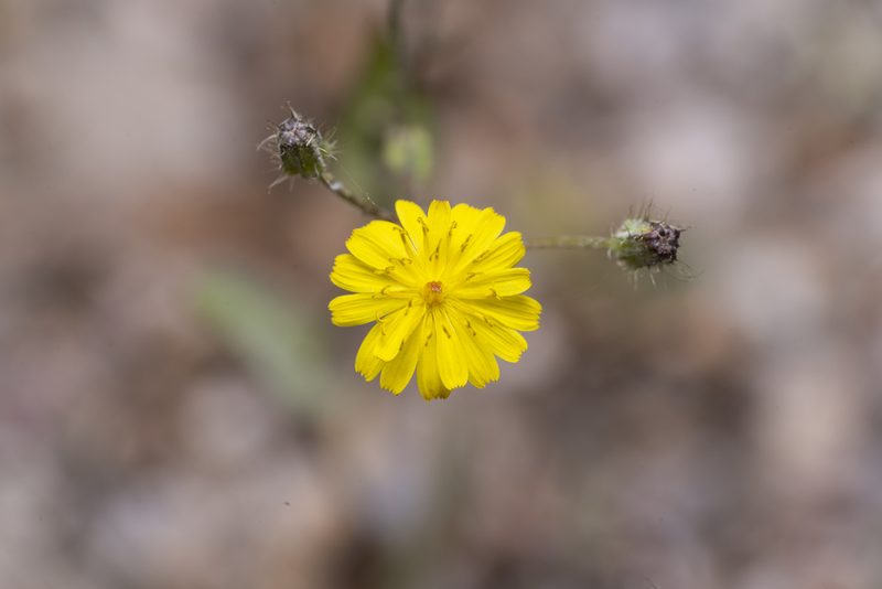 Crepis micrantha, photographed by Eleftherios Katsillis