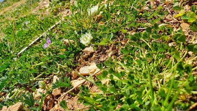 Trifolium nigrescens, photographed by hecklemore