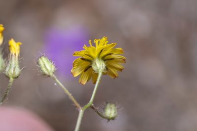 Crepis micrantha, photographed by Eleftherios Katsillis