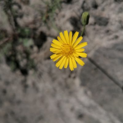 Sonchus tenerrimus, photographed by S.R.