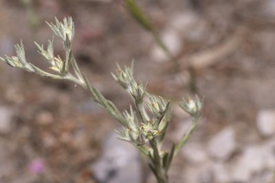 Logfia gallica, photographed by Eleftherios Katsillis
