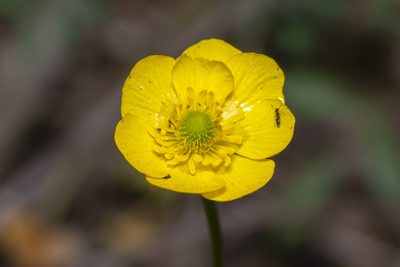 Ranunculus paludosus, photographed by Eleftherios Katsillis