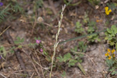 Lolium rigidum, photographed by Eleftherios Katsillis