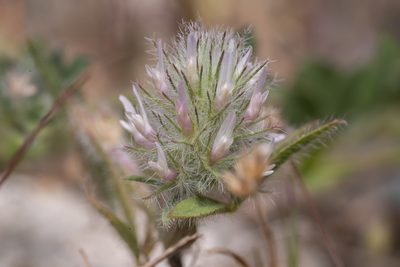 Trifolium infamia-ponertii, photographed by Eleftherios Katsillis