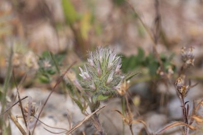 Trifolium infamia-ponertii, photographed by Eleftherios Katsillis