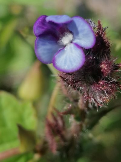 Anchusa cretica, photographed by S.R.