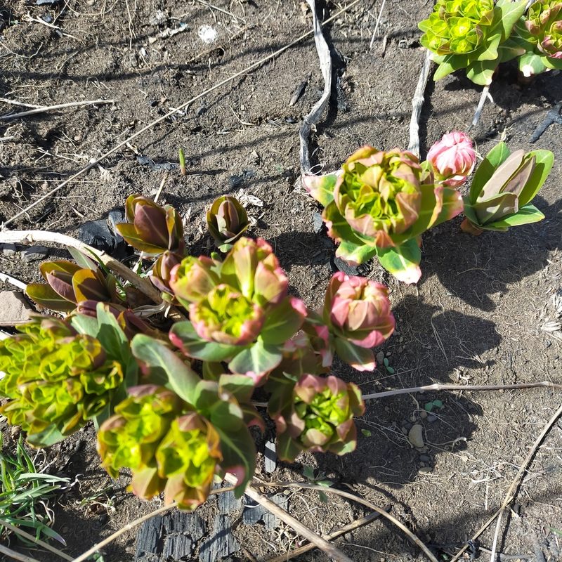 Euphorbia komaroviana, photographed by Viola Alekseeva