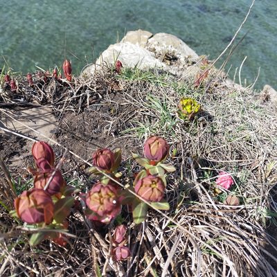 Euphorbia komaroviana, photographed by Viola Alekseeva