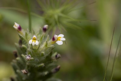 Parentucellia latifolia, photographed by Eleftherios Katsillis