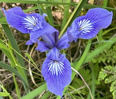 Iris douglasiana, photographed by Chuck Wilson