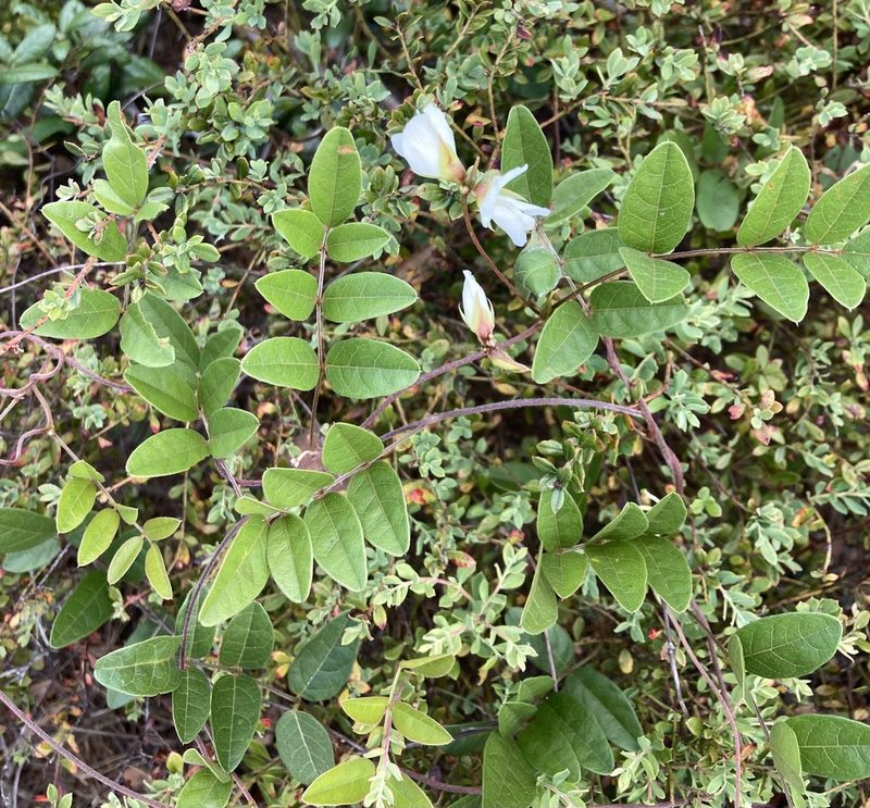 Galactia elliottii, photographed by James Rogers