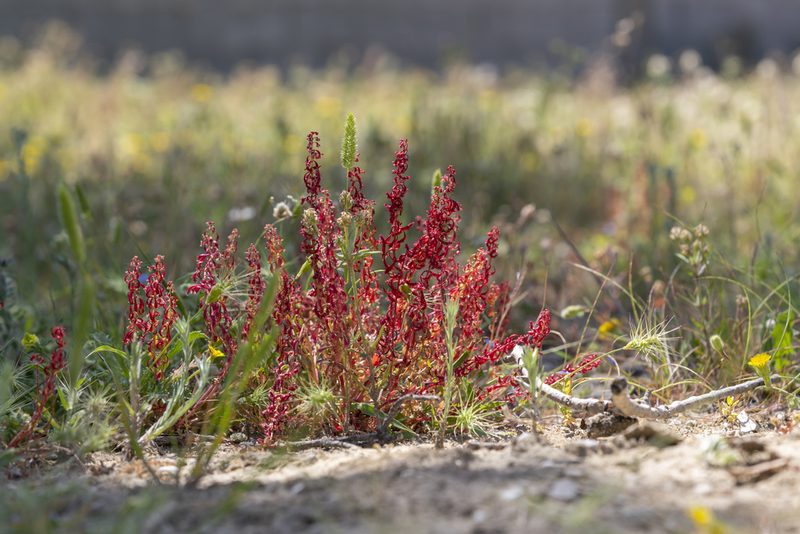 Rumex bucephalophorus, photographed by Eleftherios Katsillis